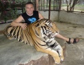 Cette fois,j'ai eu mon tigre en photo.