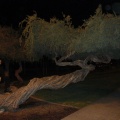  The snake tree